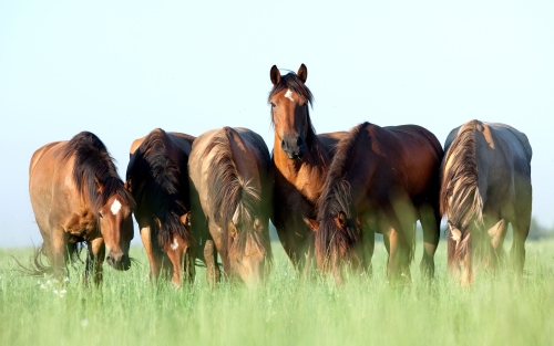 Un cheval heureux dans un pâturage sain