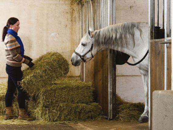 Belgian hay